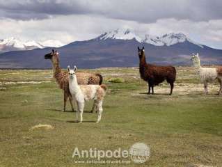 Voyage en train sur l'Altiplano